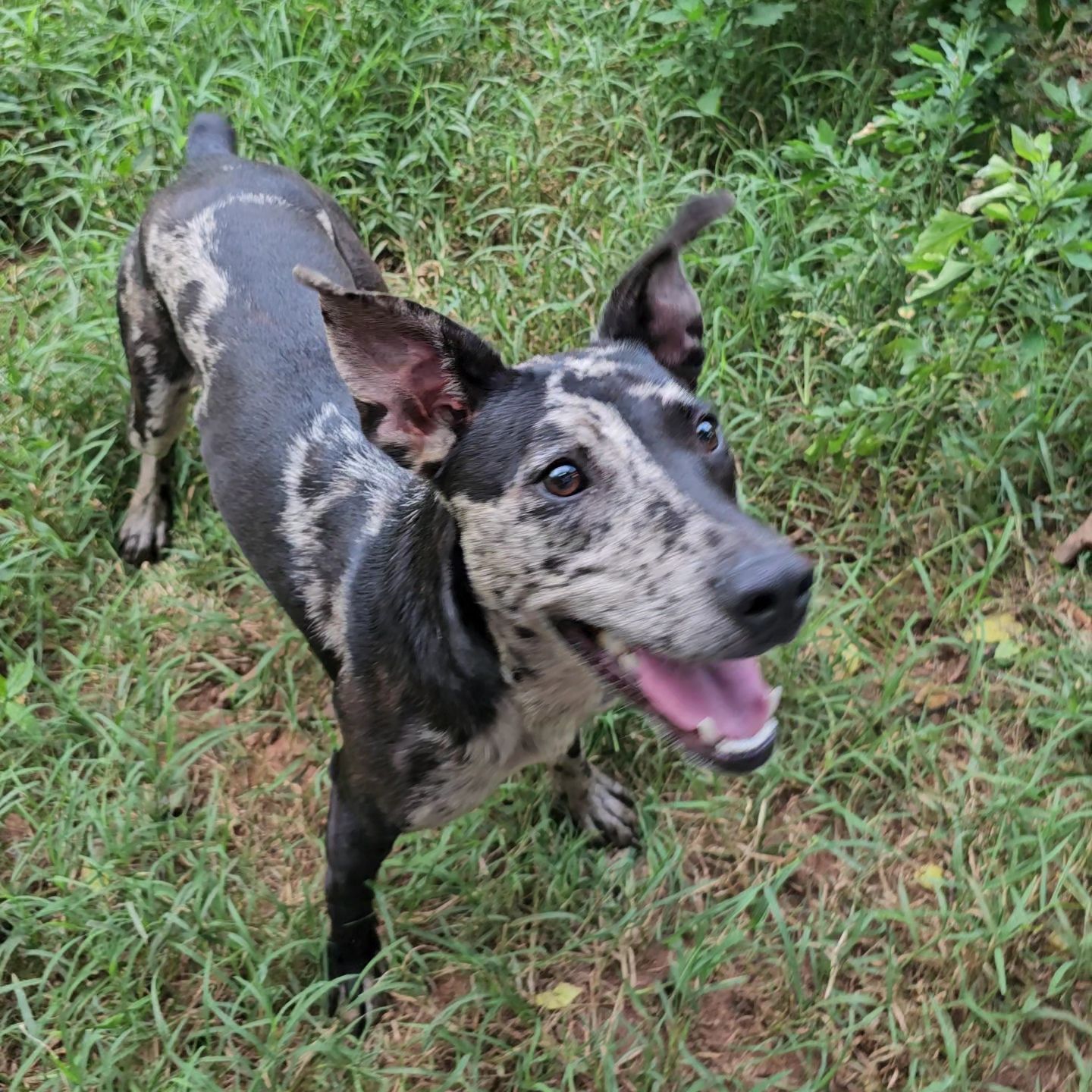 Enlarge Avery, a Adoptable mixed breed in Charlotte, NC image 1/1