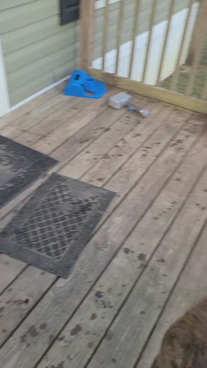 Enlarge Darbee, a Adopted mixed breed in Panama city, FL video 3/4