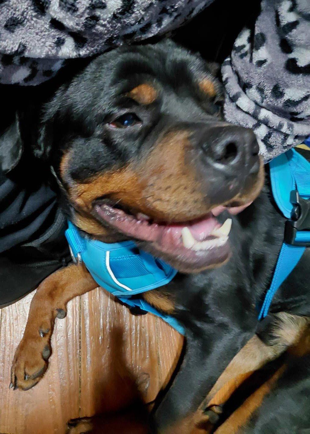 Remus - FOSTER NEEDED, Adoptable, Adult Male Rottweiler.