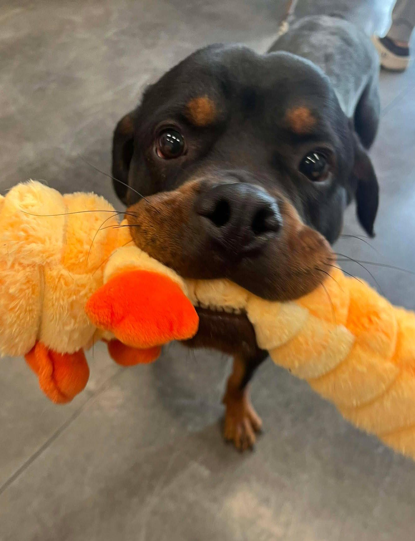 Enlarge Remus - FOSTER NEEDED, a Adoptable Rottweiler in Hillsboro, NH image 2/3