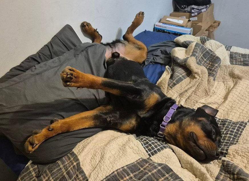 Enlarge Remus - FOSTER NEEDED, a Adoptable Rottweiler in Hillsboro, NH image 3/3