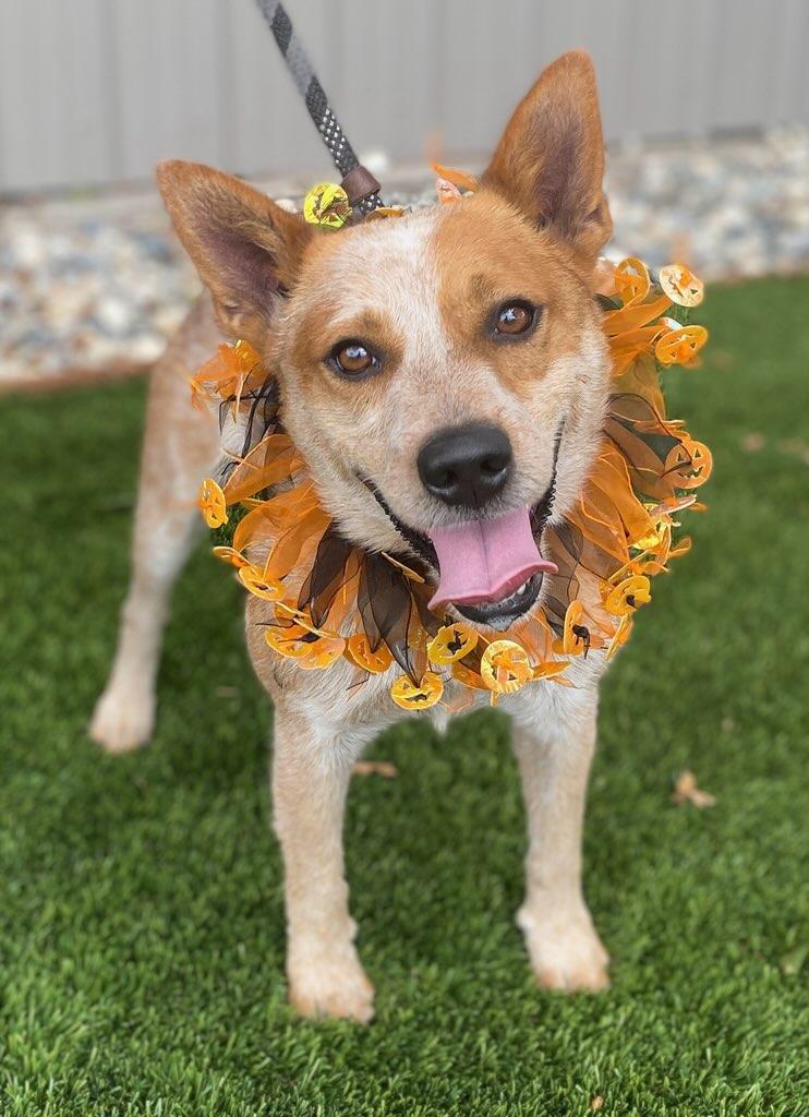 Rex, ADOPTABLE, Adult Male Cattle Dog.