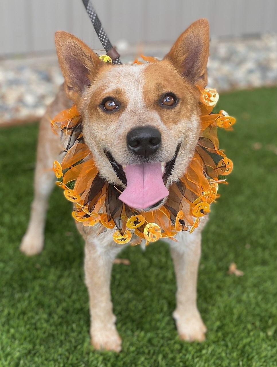 Enlarge Rex, a ADOPTABLE mixed breed in Colusa, CA image 4/5