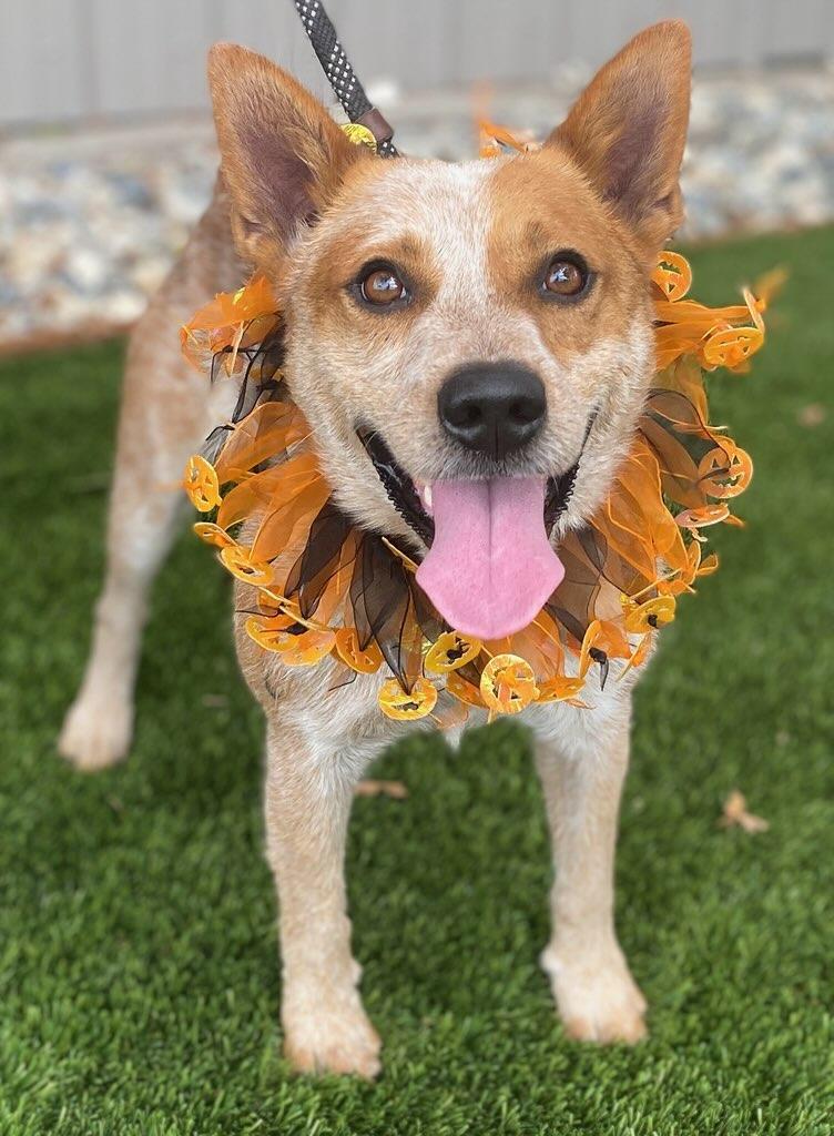 Enlarge Rex, a ADOPTABLE mixed breed in Colusa, CA image 5/5