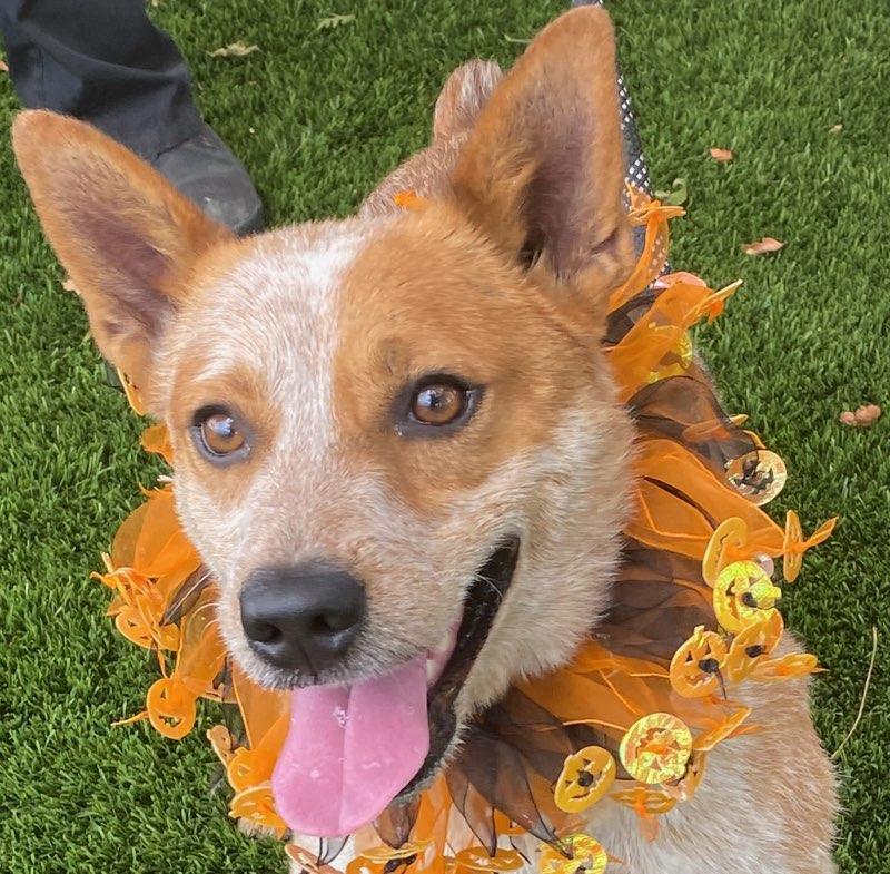 Enlarge Rex, a ADOPTABLE mixed breed in Colusa, CA image 3/5