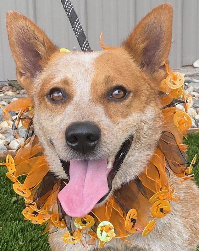 Enlarge Rex, a ADOPTABLE mixed breed in Colusa, CA image 2/5