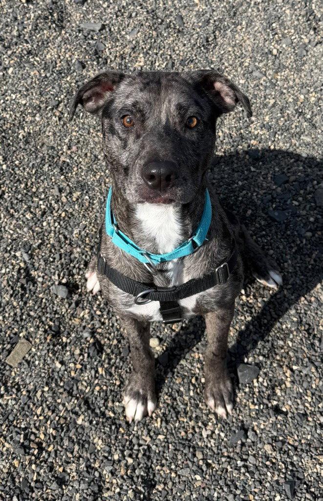 Onyx, Adoptable, Young Female Catahoula Leopard Dog.
