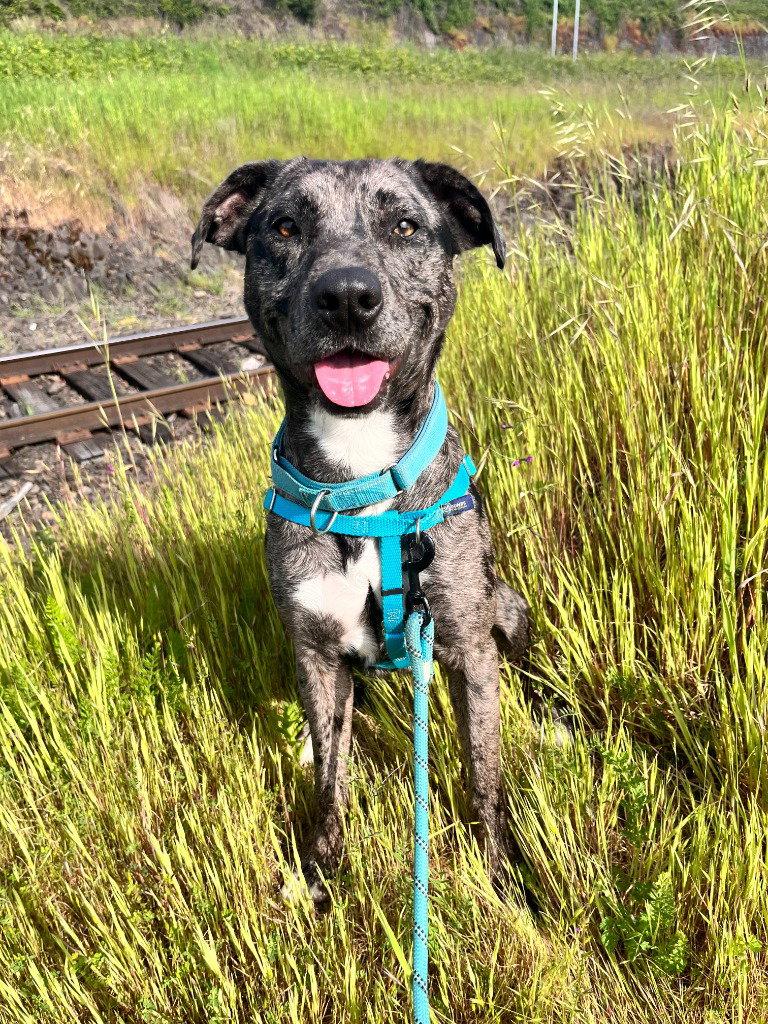 Enlarge Onyx, a Adoptable Catahoula Leopard Dog in St. Helens, OR image 2/2