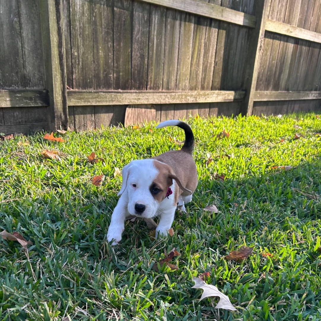 Enlarge Bonnie, a Adoptable mixed breed in Dublin, OH image 3/6
