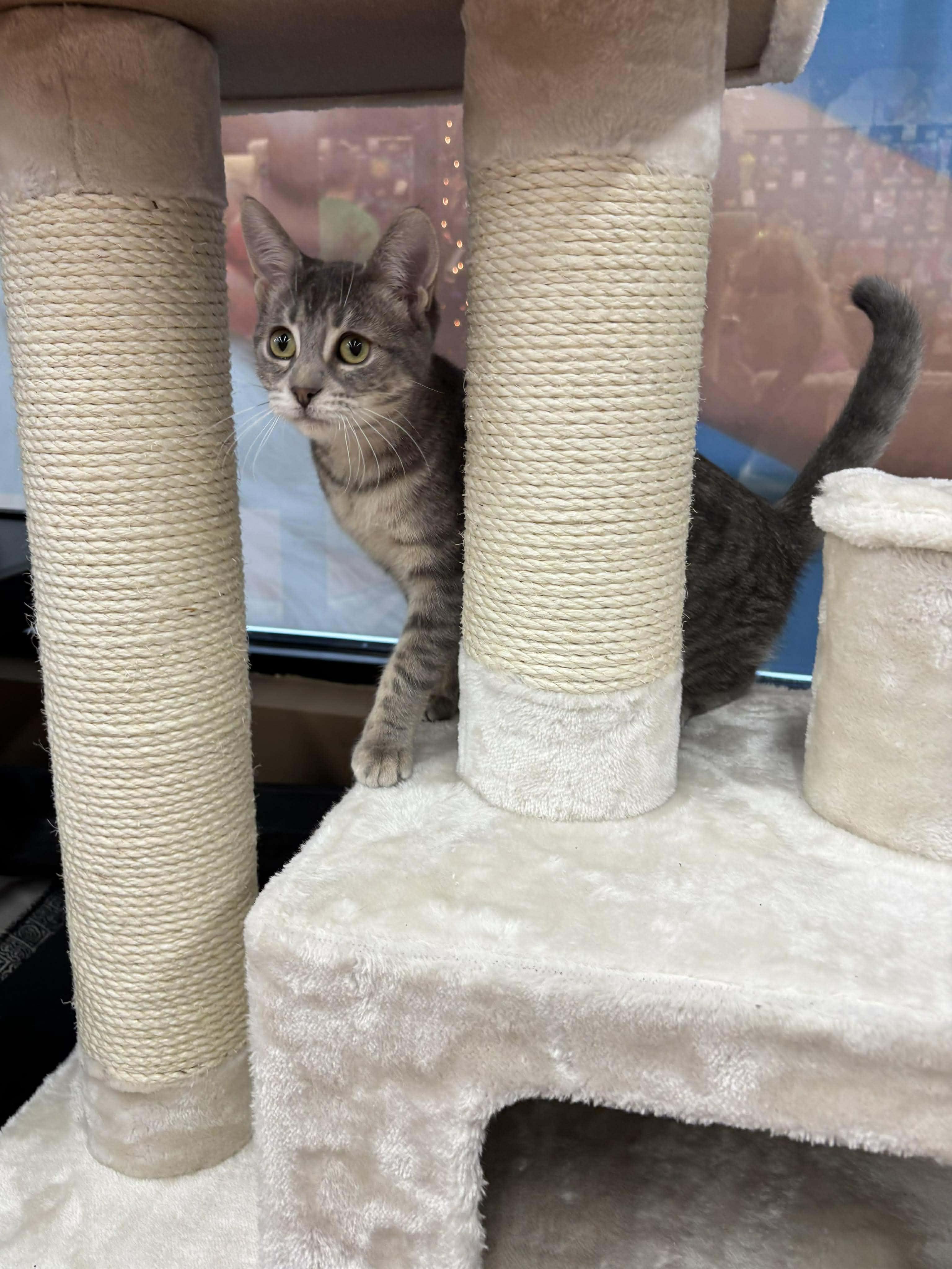 Enlarge SWIZZLE, a Adoptable Domestic Short Hair in Tillsonburg, ON image 1/5