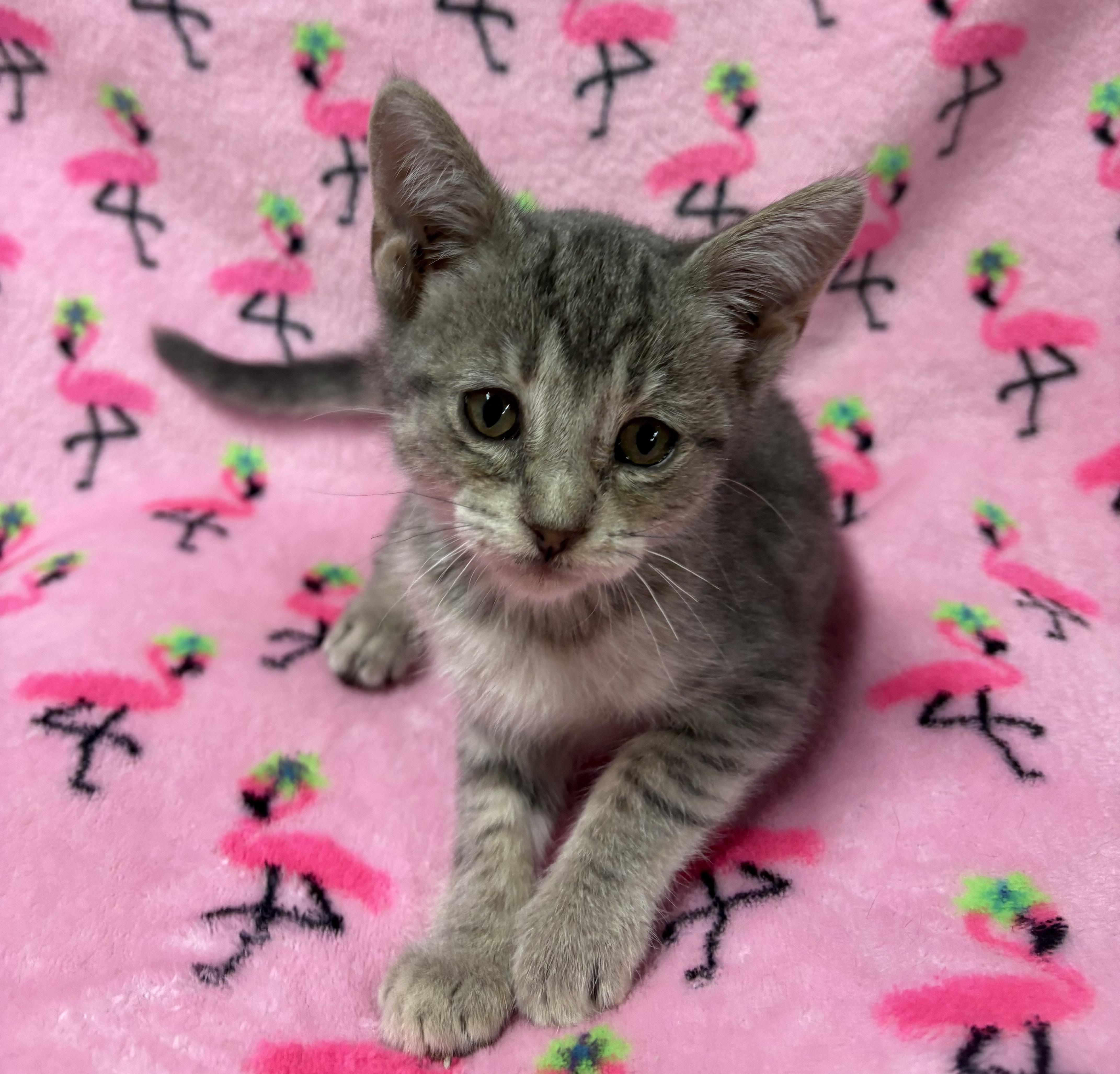 Enlarge SWIZZLE, a Adoptable Domestic Short Hair in Tillsonburg, ON image 2/5