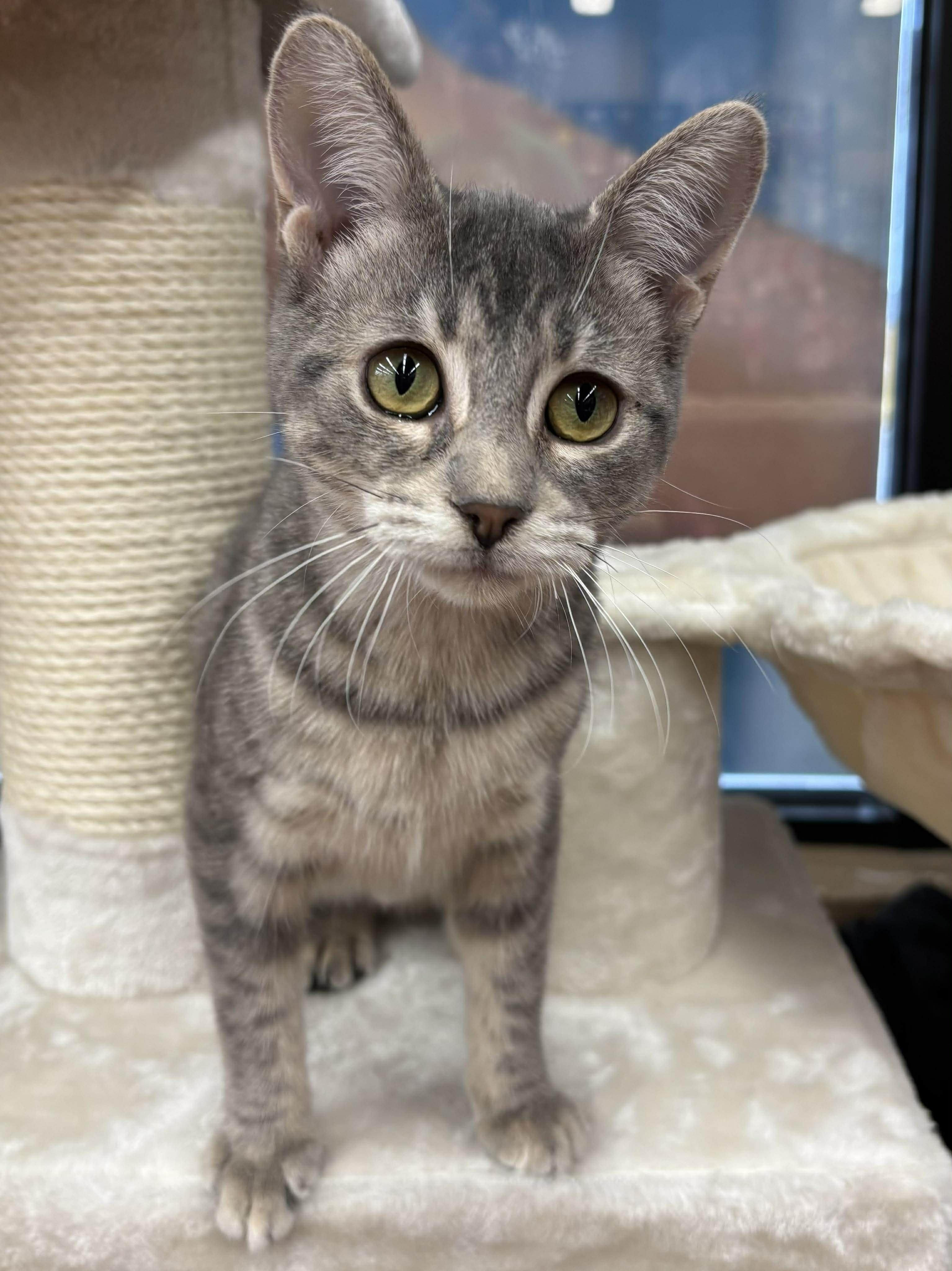 Enlarge SWIZZLE, a Adoptable Domestic Short Hair in Tillsonburg, ON image 3/5