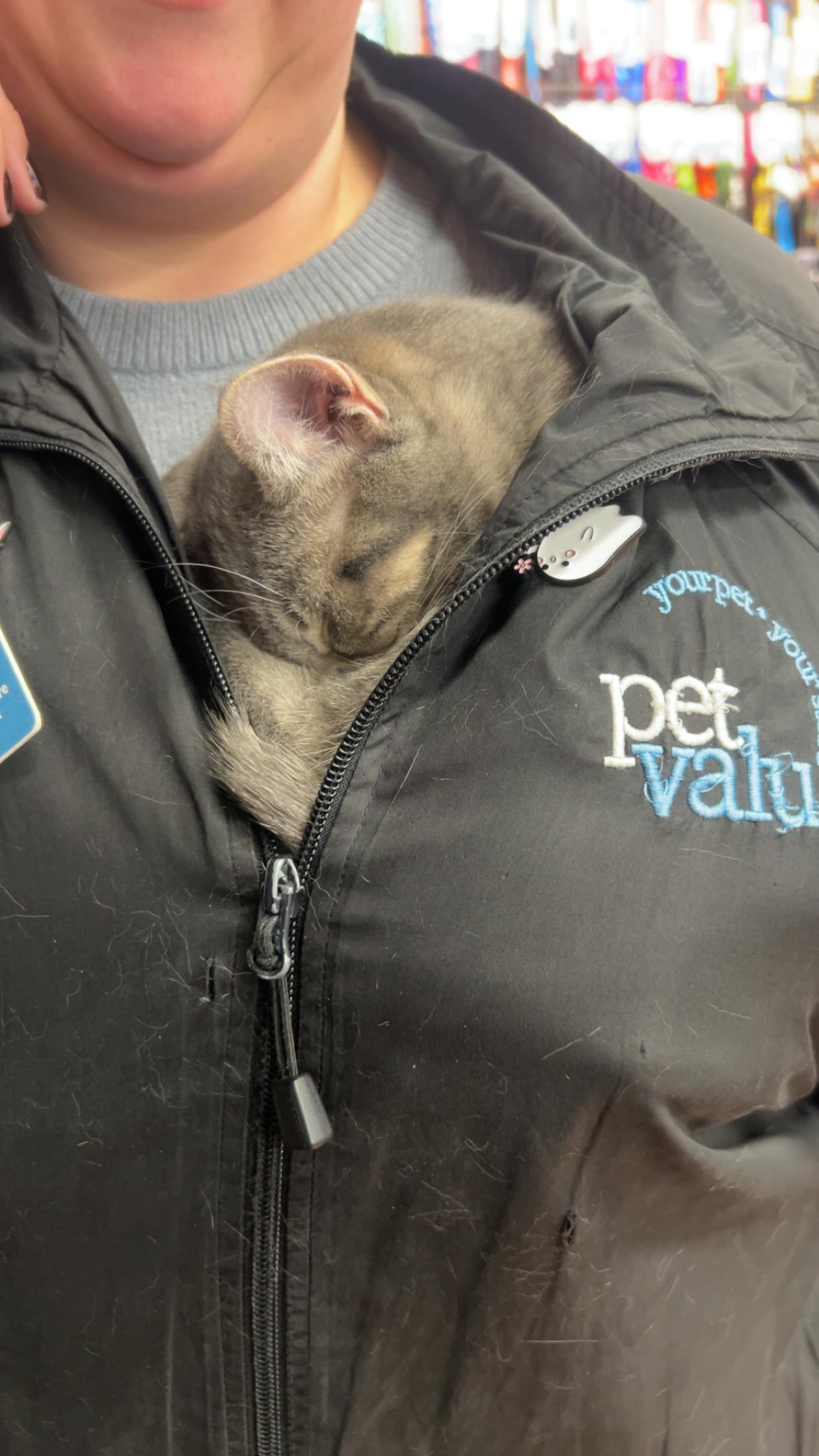 Enlarge SWIZZLE, an adopted Domestic Short Hair in Tillsonburg, ON image 6/6