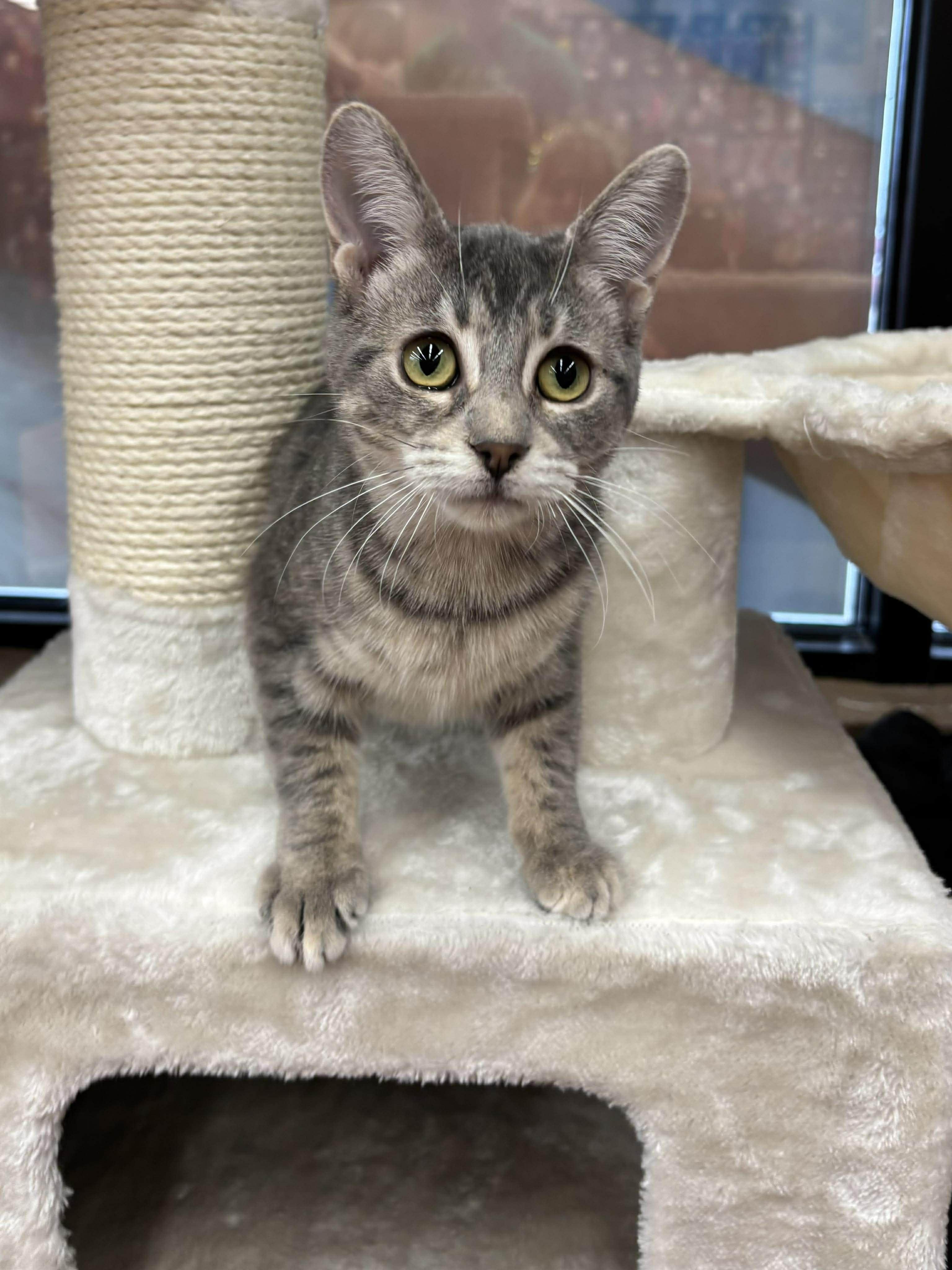 Enlarge SWIZZLE, a Adoptable Domestic Short Hair in Tillsonburg, ON image 4/5