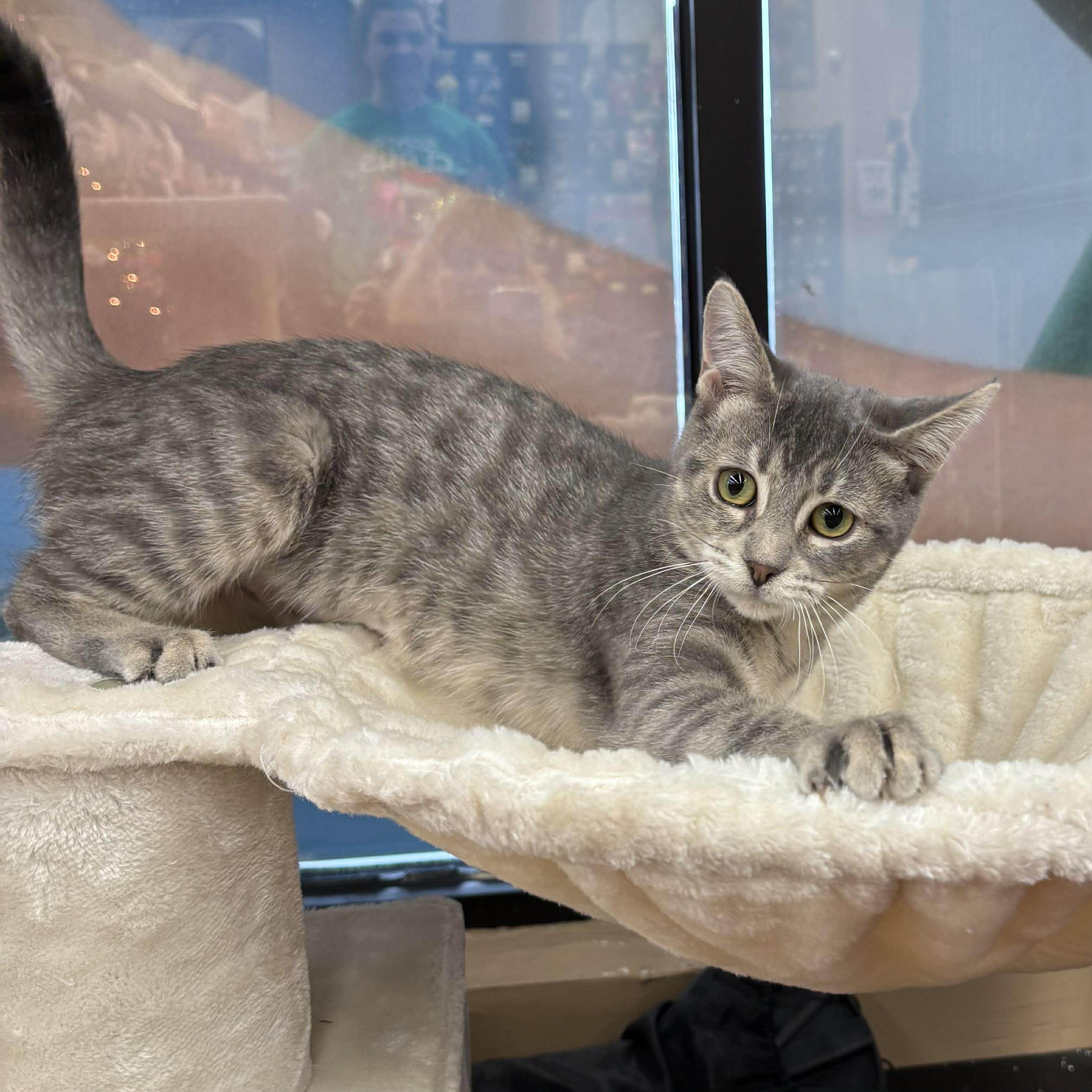 Enlarge SWIZZLE, a Adoptable Domestic Short Hair in Tillsonburg, ON image 5/5