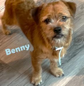 Enlarge Benny #your-very-own-Toto, a Adopted mixed breed in Houston, TX image 2/6