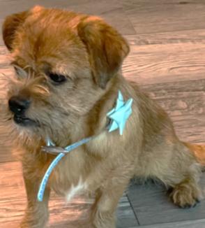 Enlarge Benny #your-very-own-Toto, a Adopted mixed breed in Houston, TX image 4/6