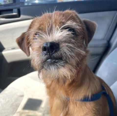 Enlarge Benny #your-very-own-Toto, a Adopted mixed breed in Houston, TX image 5/6