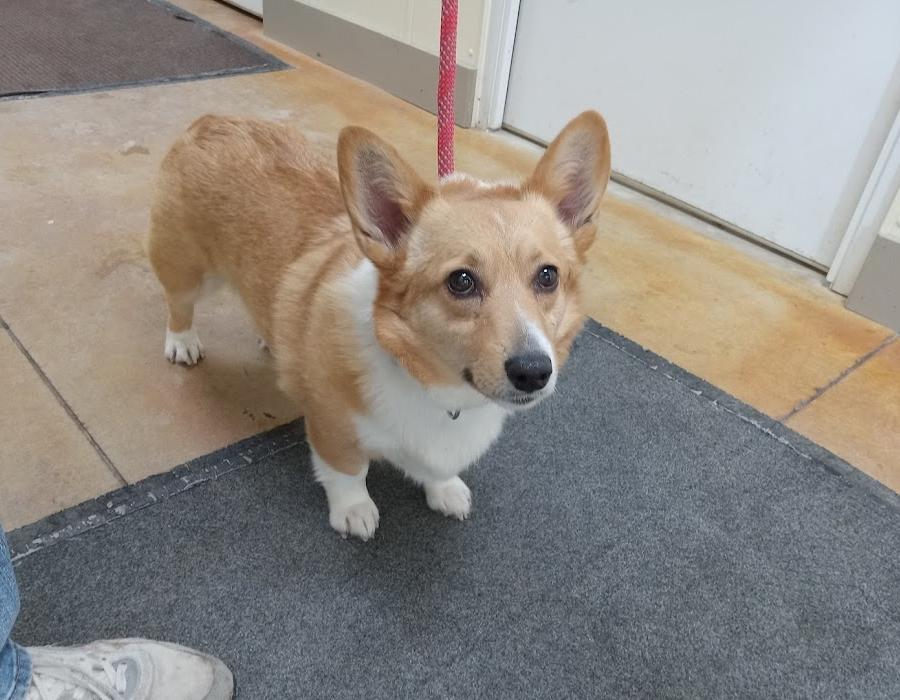 Olivia (no more applications), Adopted, Adult Female Corgi.