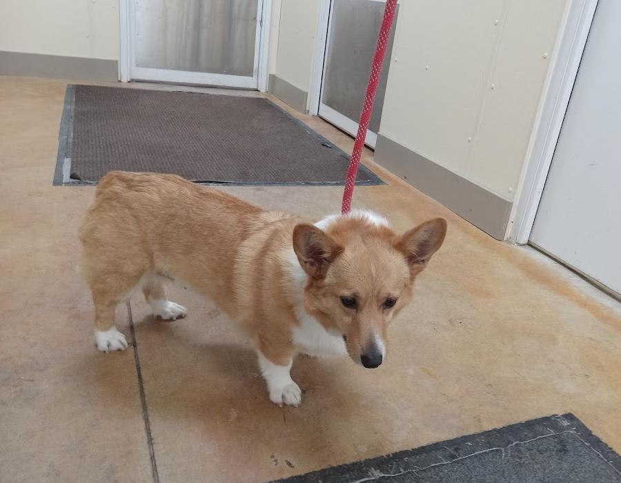 Enlarge Olivia (no more applications), a Adopted Corgi in Austin, MN image 2/2