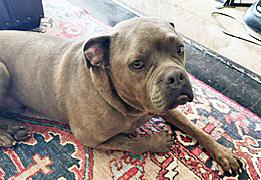 Franki, a ADOPTABLE mixed breed in Poway, CA image 5/6