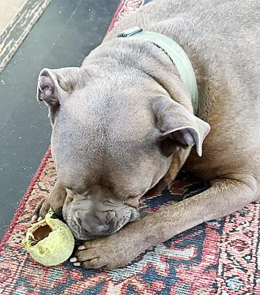 Franki, a ADOPTABLE mixed breed in Poway, CA image 3/6