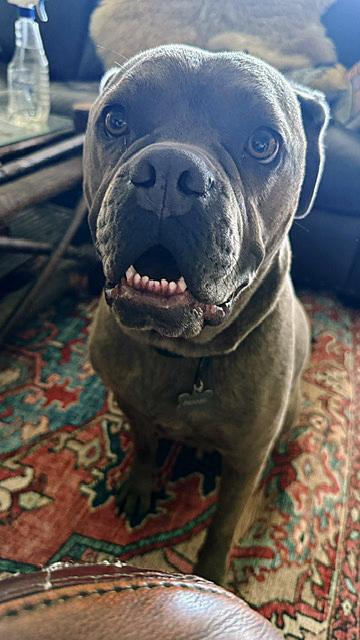 Franki, a ADOPTABLE mixed breed in Poway, CA image 6/6