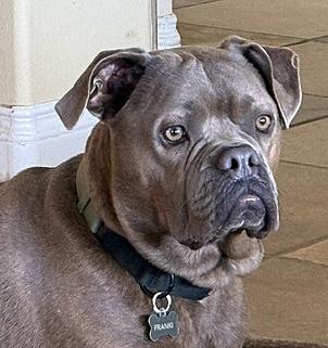 Franki, ADOPTABLE, Young Male Mastiff & Bullmastiff.
