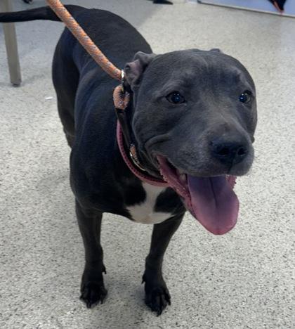 Miss Tato, Adoptable, Adult Female Mixed Breed & Mixed Breed.