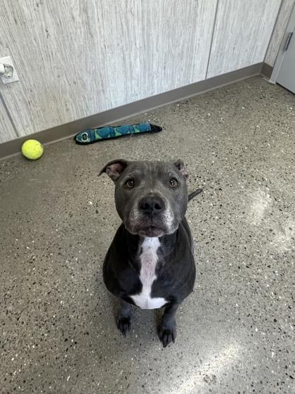 Enlarge Miss Tato, a Adoptable mixed breed in Lafayette, IN image 2/3