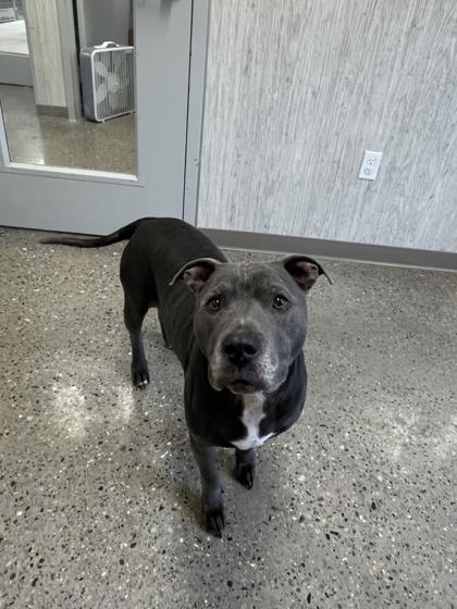 Enlarge Miss Tato, a Adoptable mixed breed in Lafayette, IN image 3/3