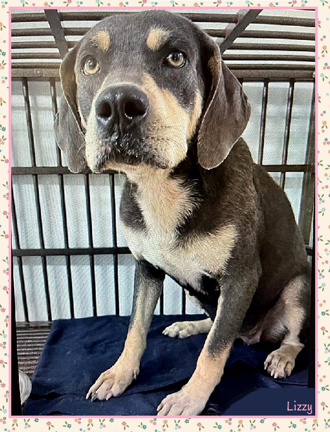 Enlarge Lizzy, a Adoptable Coonhound in North Fort Myers, FL image 1/1