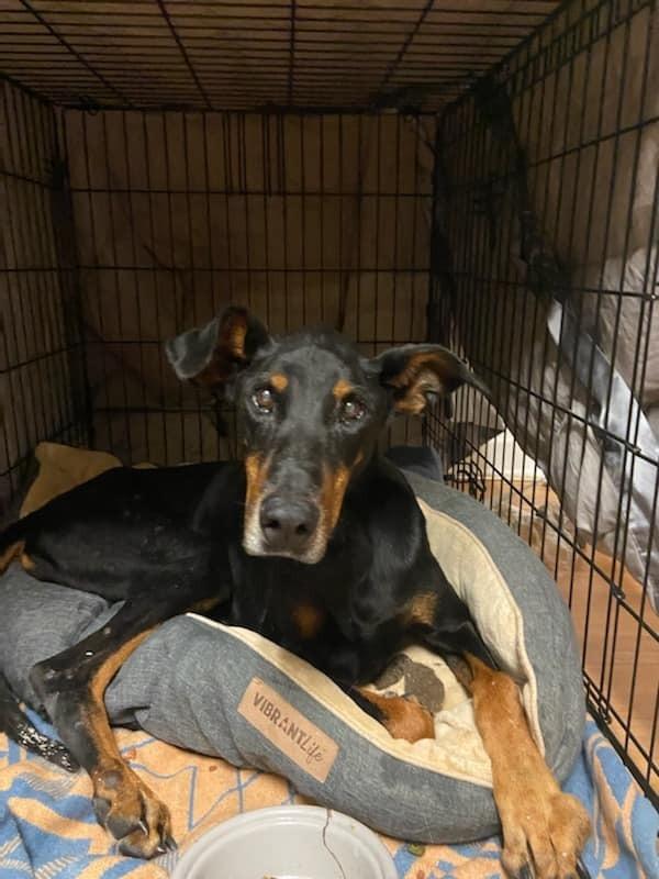 Enlarge Lady Bird, a Adopted Doberman Pinscher in Rock Island, TN image 1/1