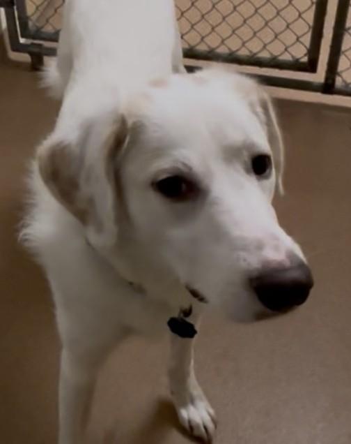 Enlarge Ollie, an adopted mixed breed in Norwalk, CT image 2/2