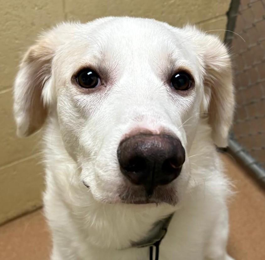 Enlarge Ollie, an adopted mixed breed in Norwalk, CT image 1/2