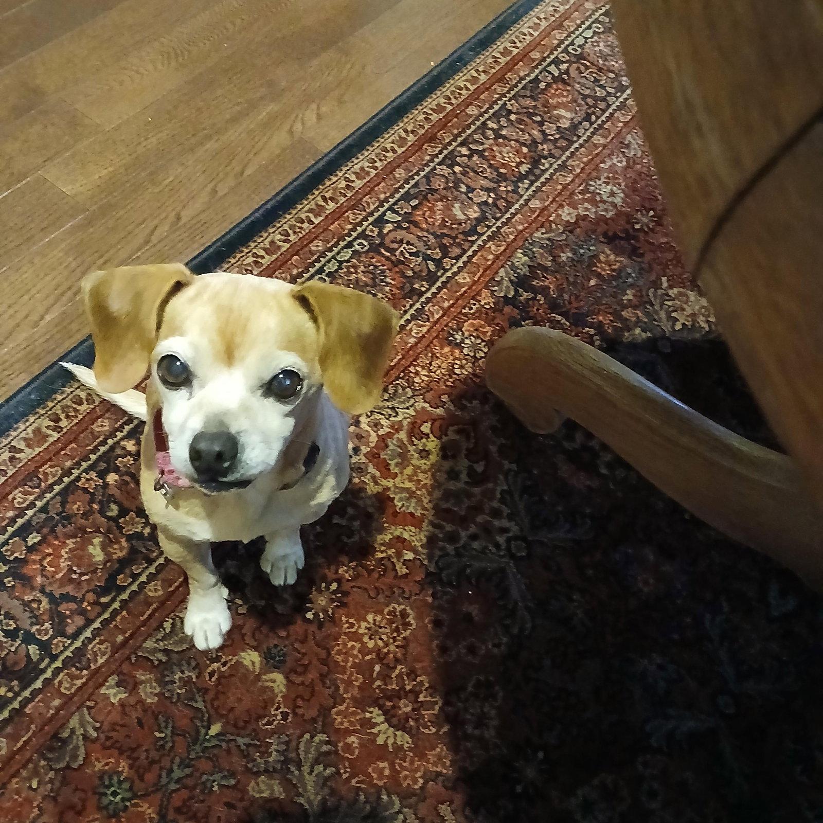 Enlarge Mela, a Adopted mixed breed in Powell, OH image 1/2