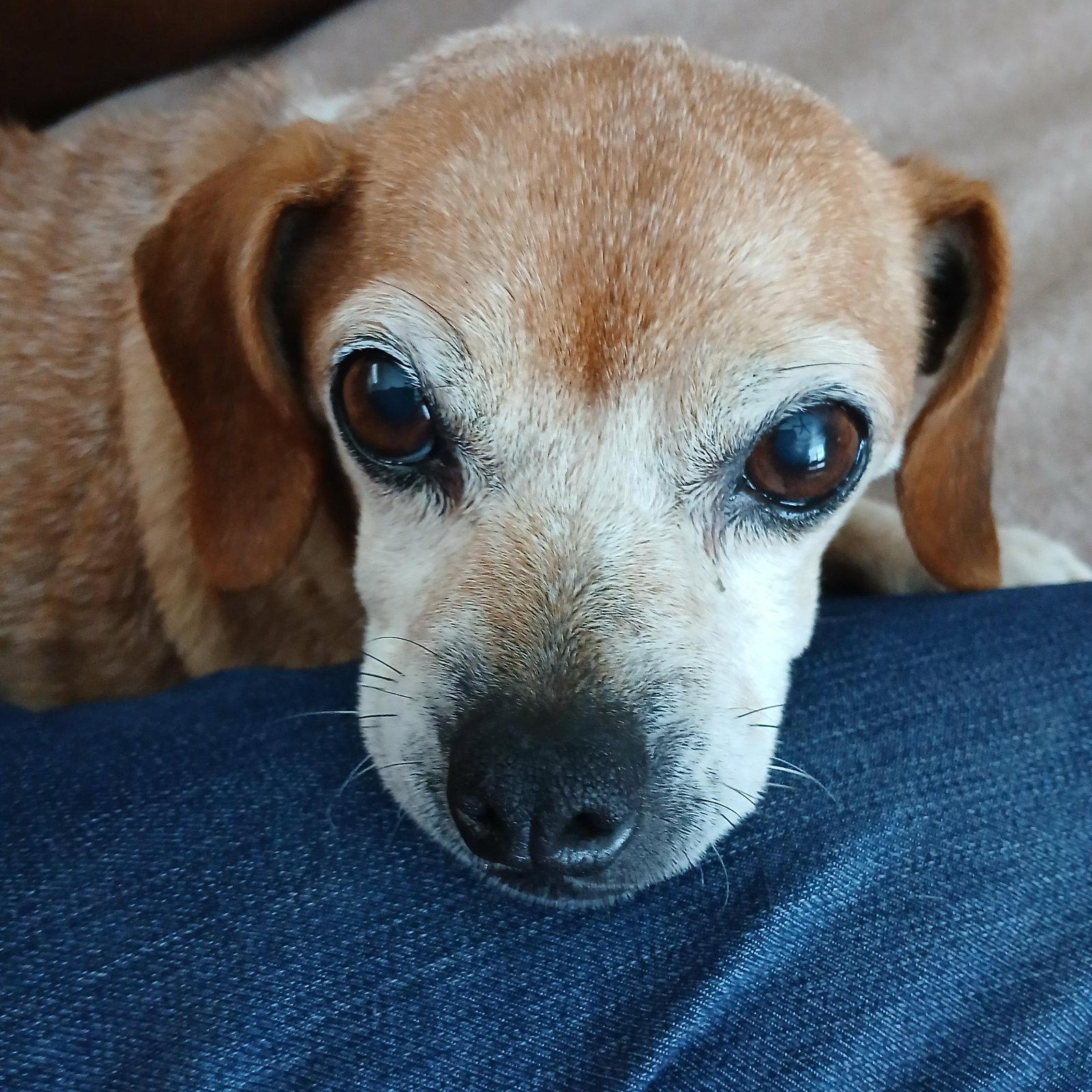 Enlarge Mela, a Adopted mixed breed in Powell, OH image 2/2