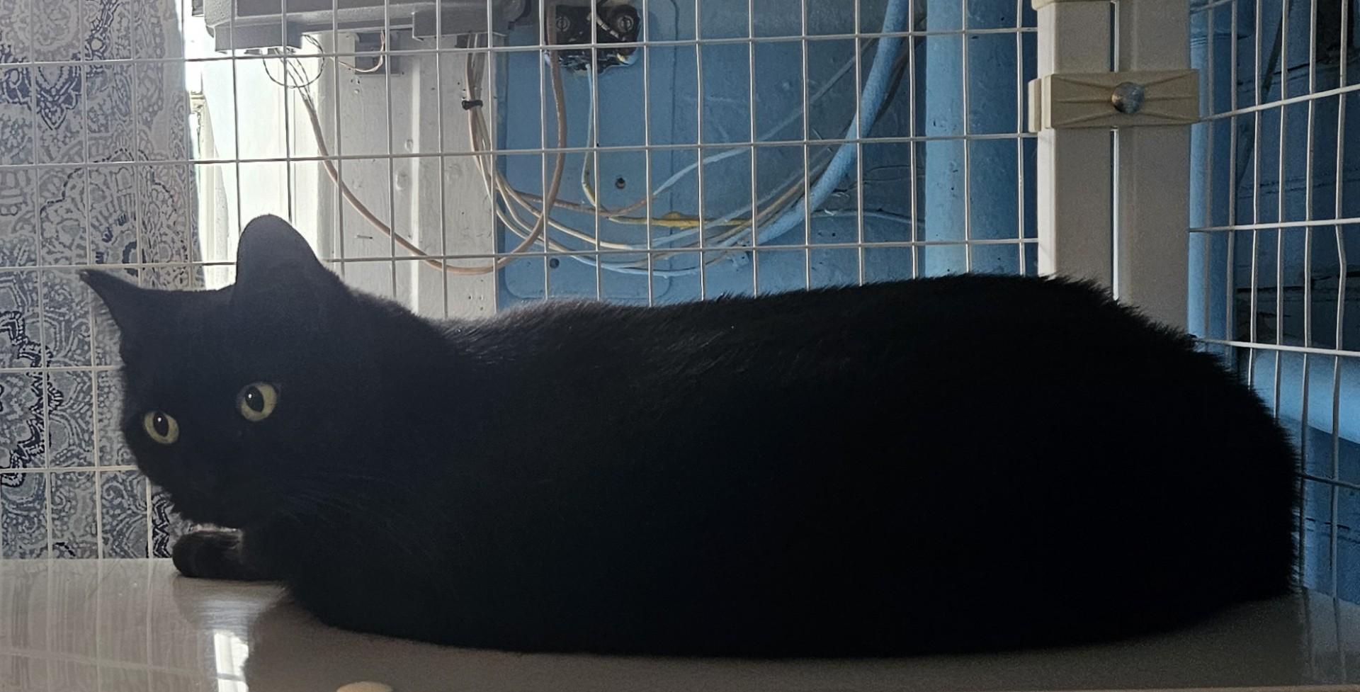 Scratchy, Adoptable, Adult Female Domestic Short Hair.