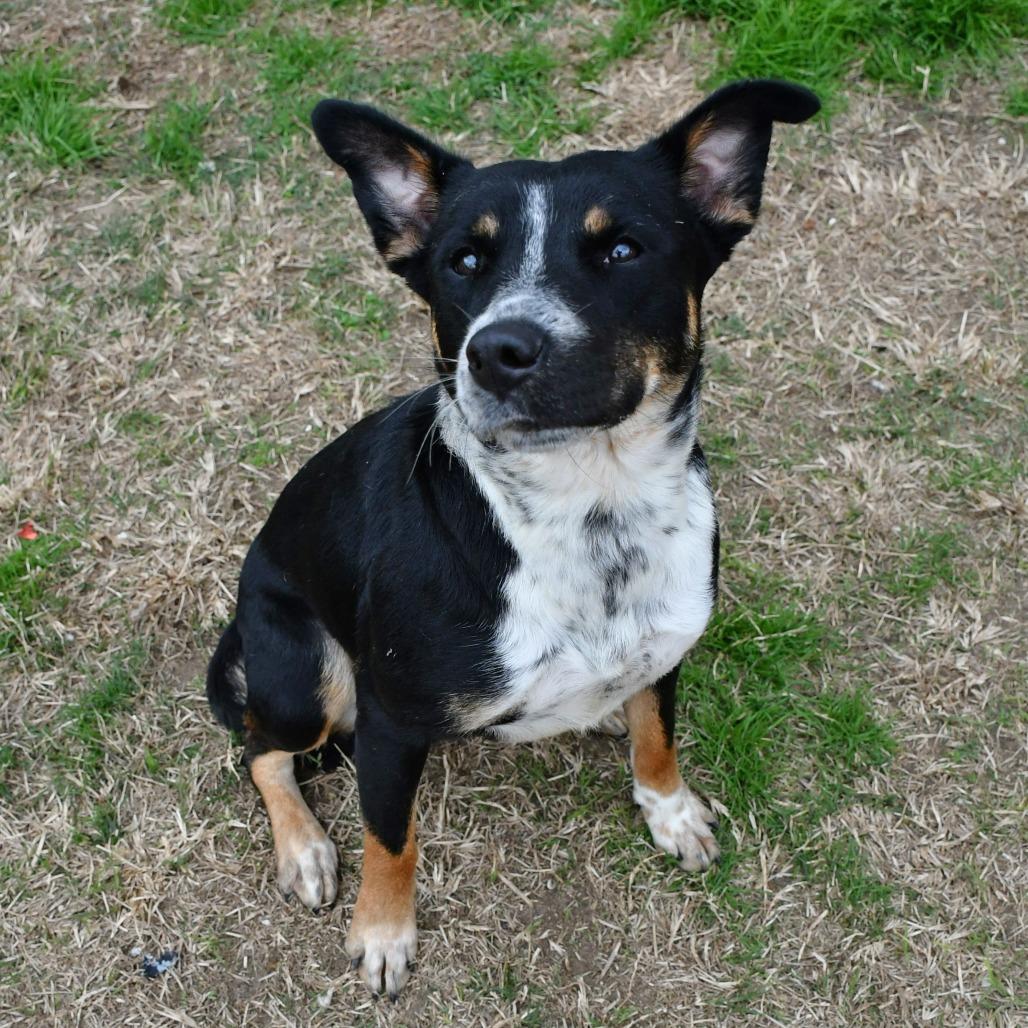 Breezy, Adoptable, Adult Female Australian Cattle Dog / Blue Heeler & Black Mouth Cur.