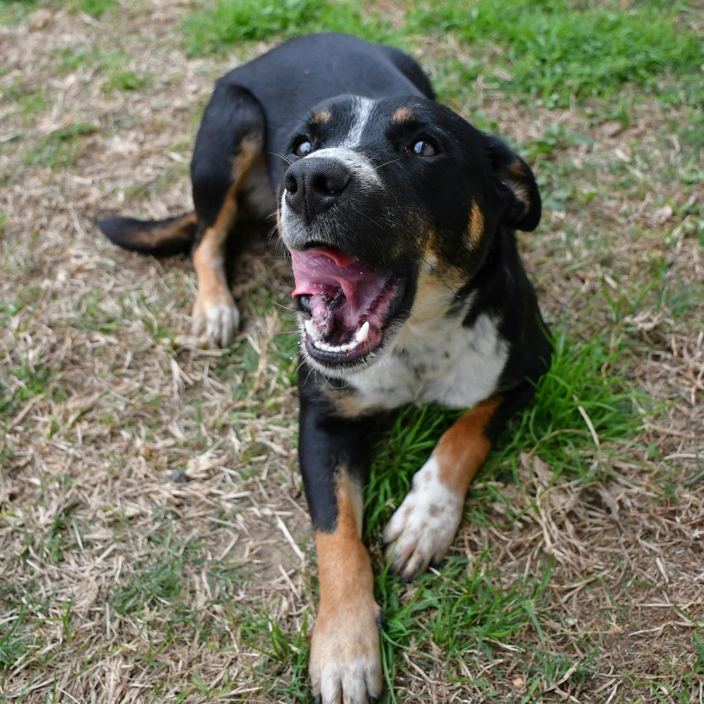 Breezy, a Adoptable mixed breed in Beaumont, TX image 2/6