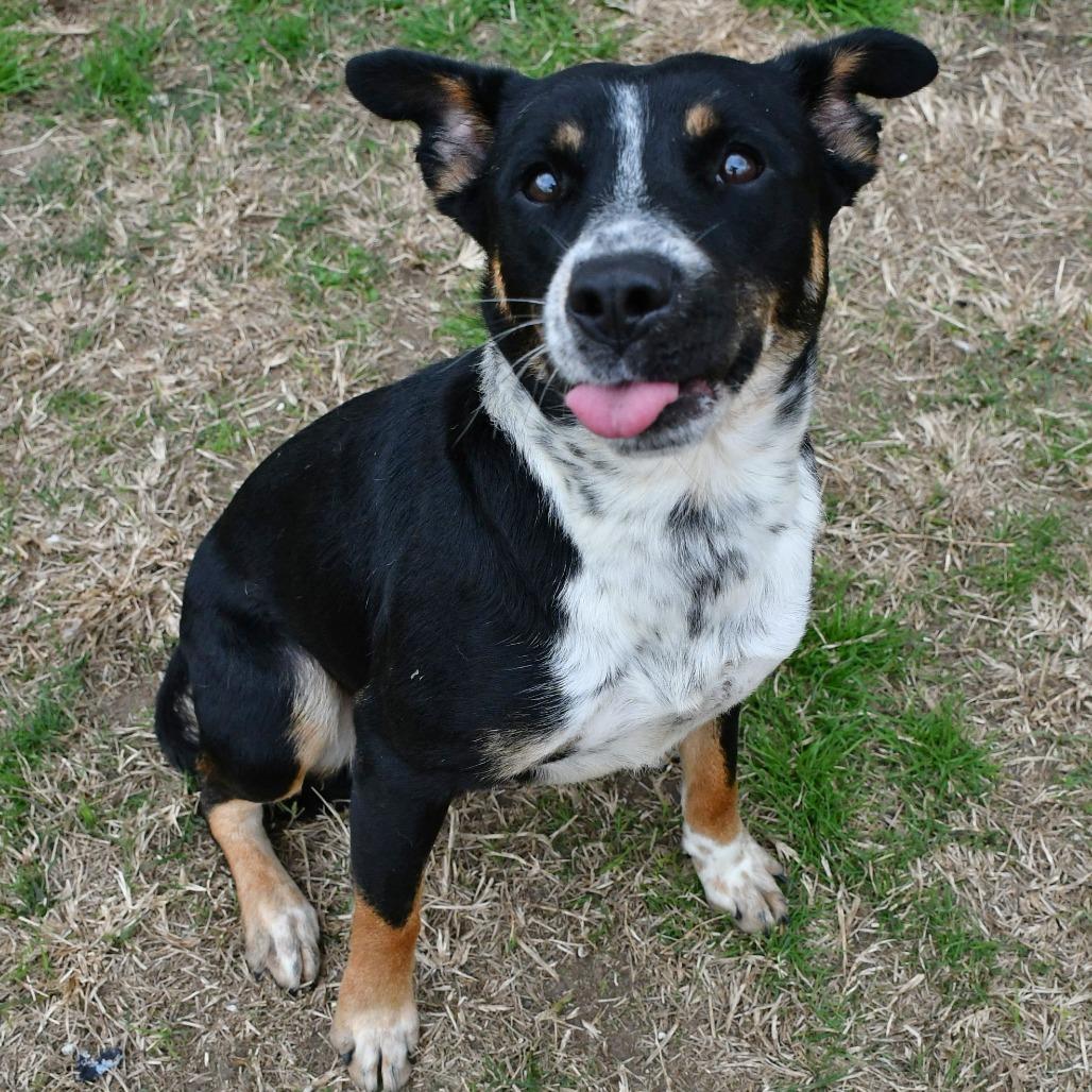 Breezy, a Adoptable mixed breed in Beaumont, TX image 3/6