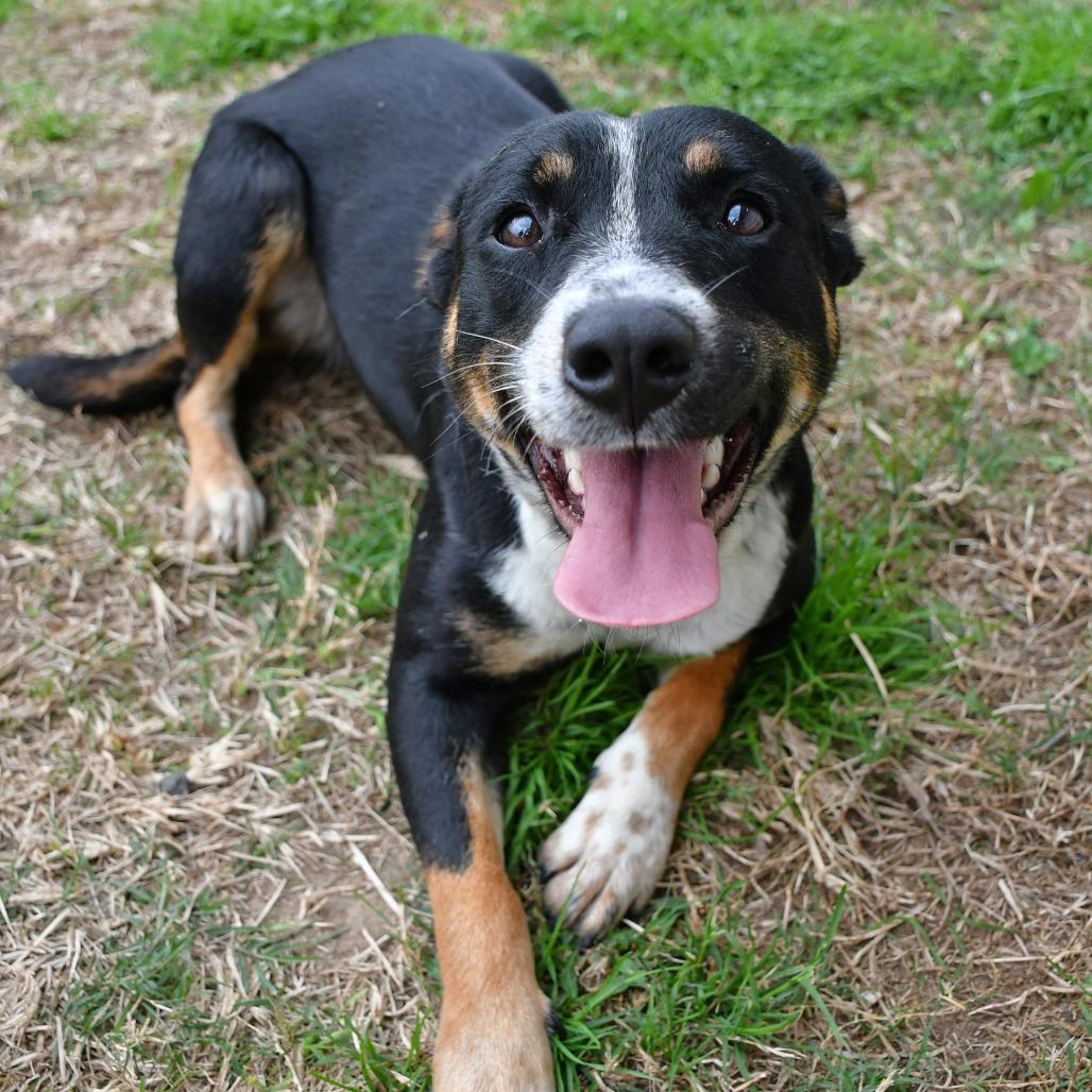 Breezy, a Adoptable mixed breed in Beaumont, TX image 4/6