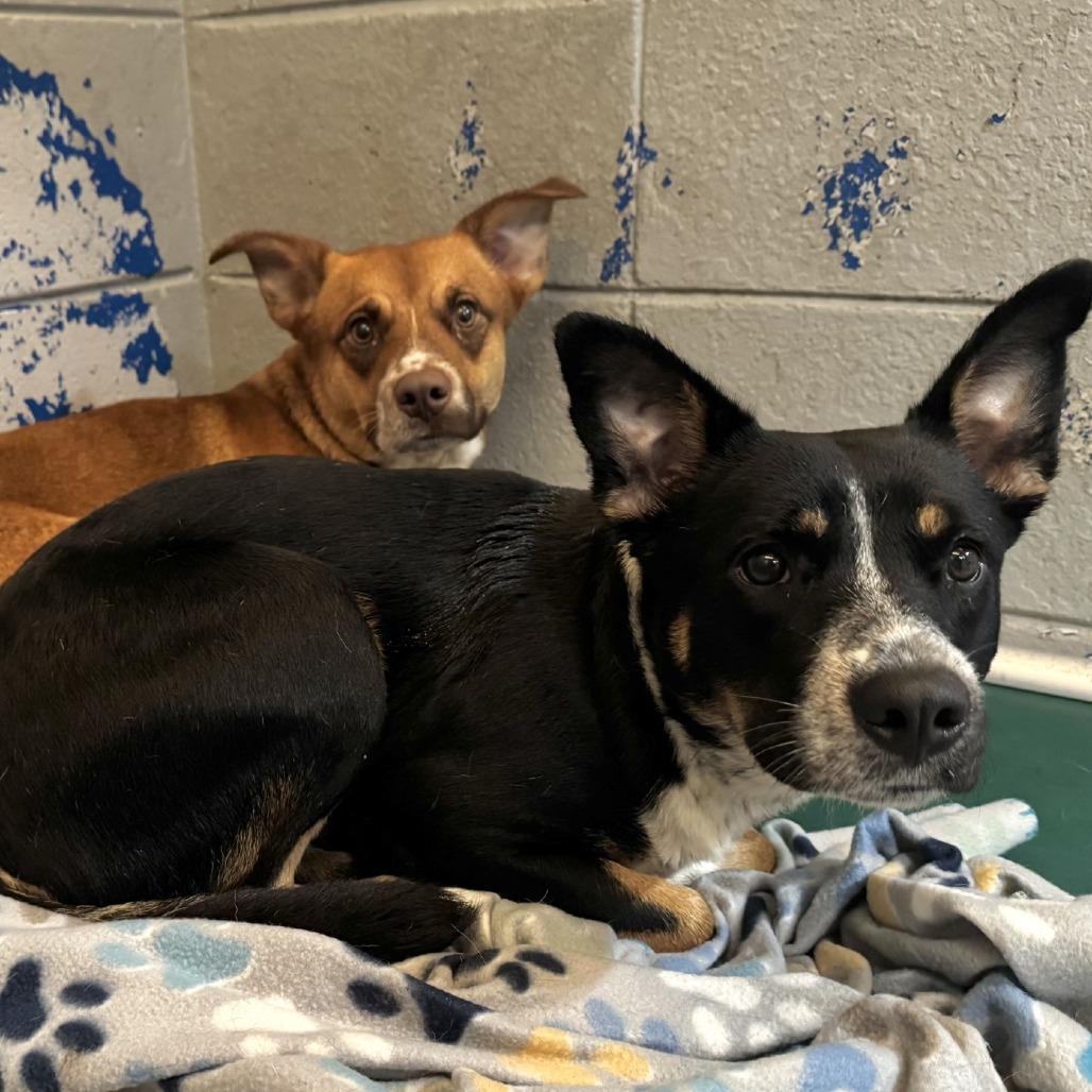 Breezy, a Adoptable mixed breed in Beaumont, TX image 5/6