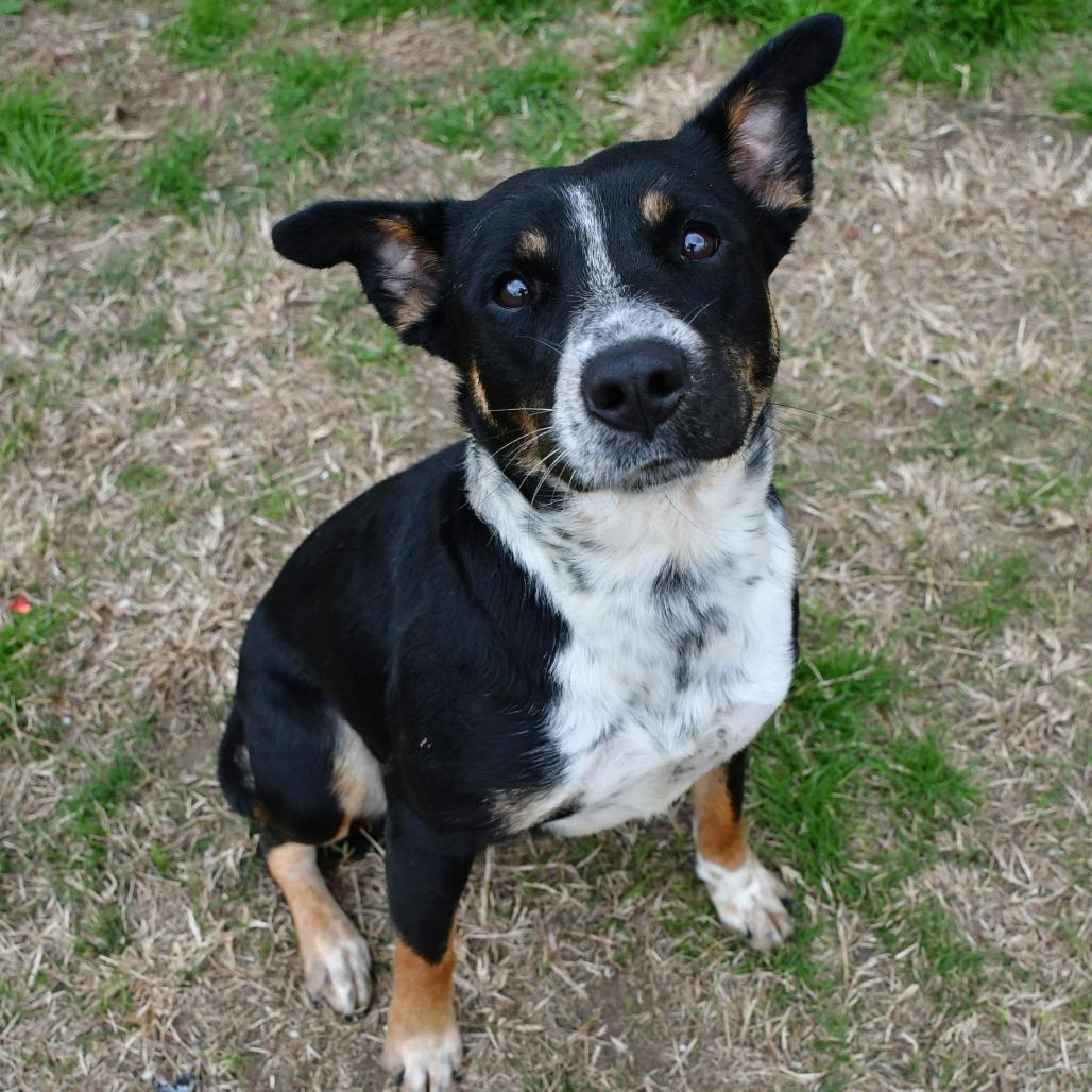 Breezy, a Adoptable mixed breed in Beaumont, TX image 6/6