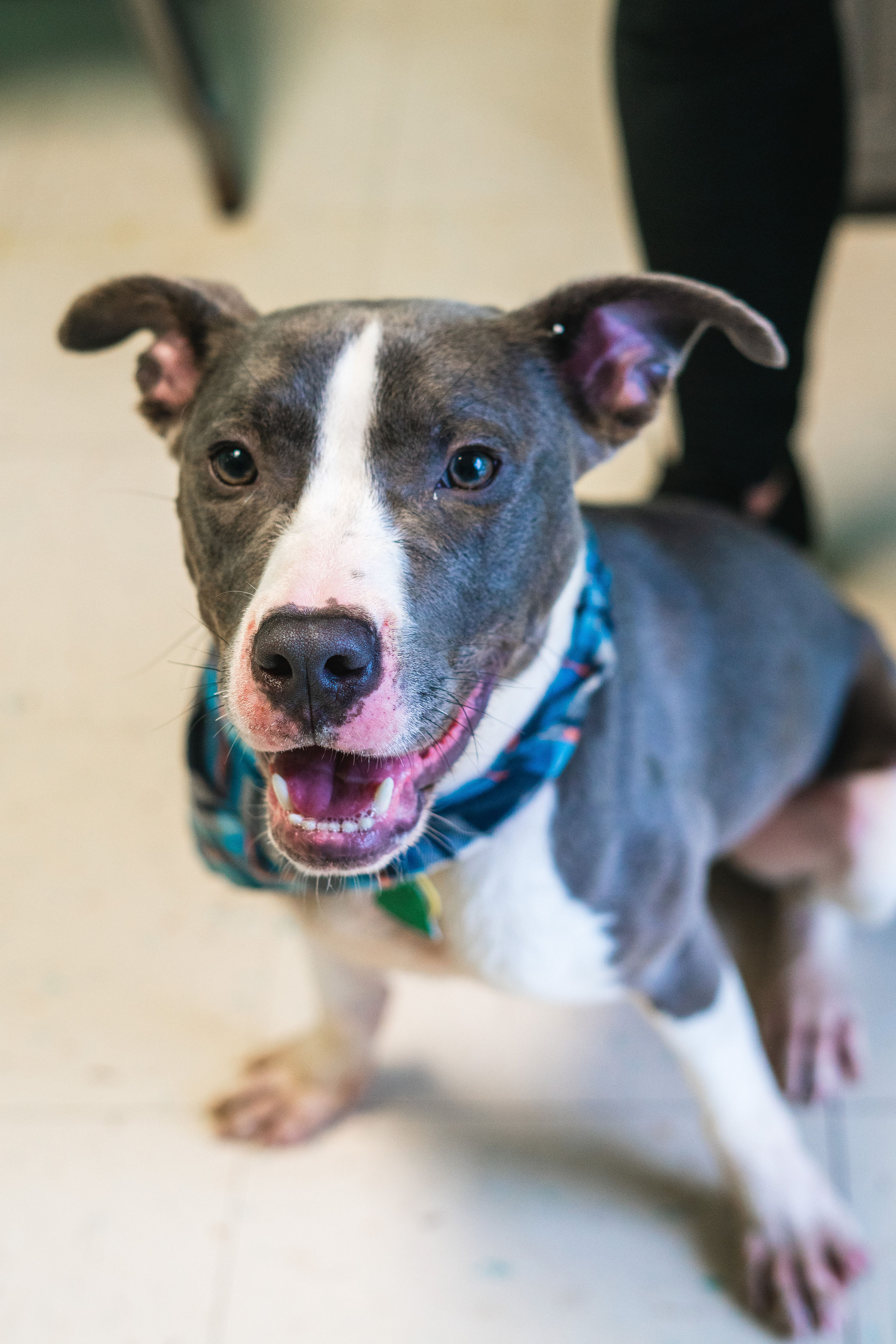 Enlarge Blue, a Adopted Pit Bull Terrier in Powhatan, VA image 1/6