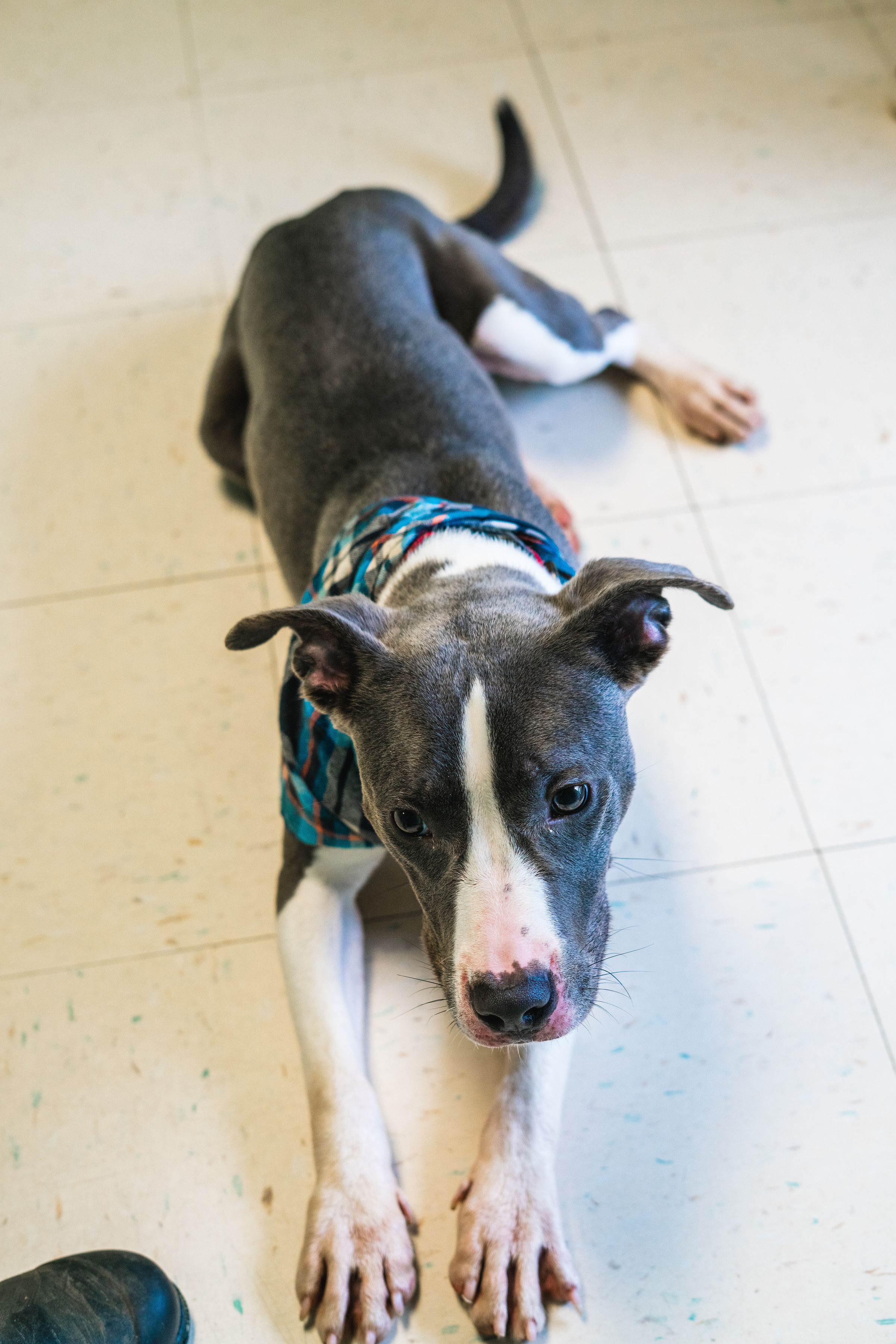 Enlarge Blue, a Adopted Pit Bull Terrier in Powhatan, VA image 2/6