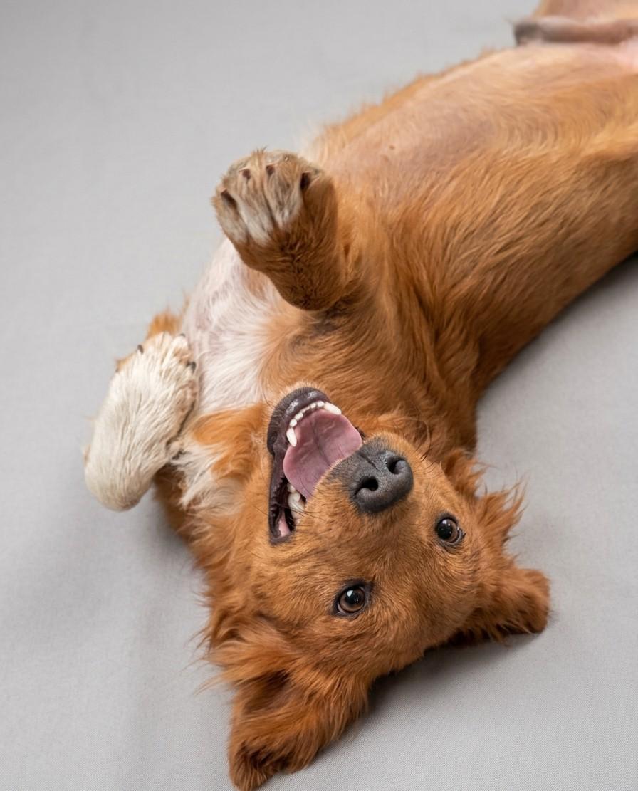 Enlarge Cozy, a ADOPTABLE Golden Retriever in Blytheville, AR image 2/2