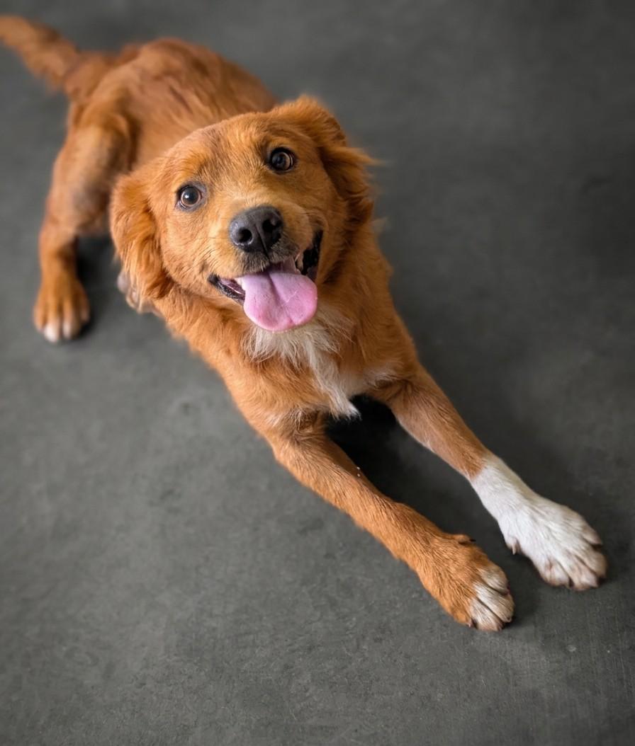 Cozy, ADOPTABLE, Adult Female Golden Retriever.