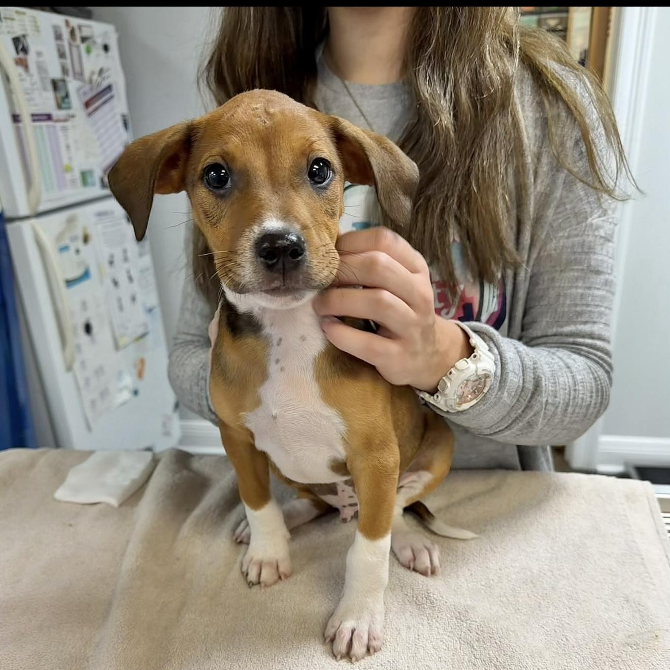 Woody, a Adoptable mixed breed in East Windsor , CT image 2/2