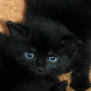 Leia, Adoptable, Kitten Female Domestic Short Hair.